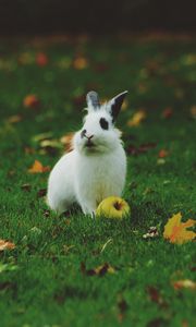 Preview wallpaper rabbit, apple, grass, lawn