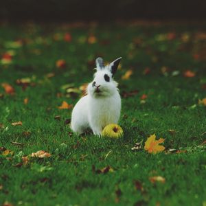 Preview wallpaper rabbit, apple, grass, lawn