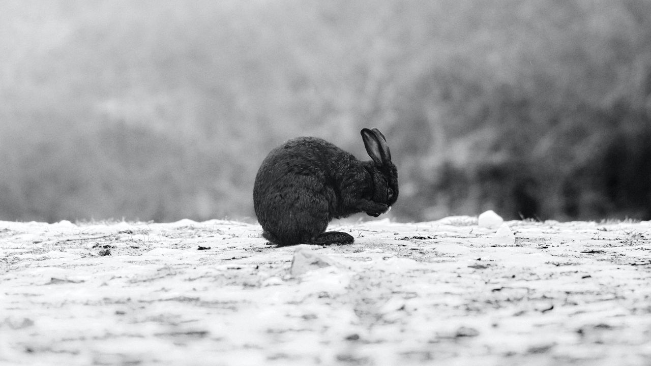 Wallpaper rabbit, black, animal, snow