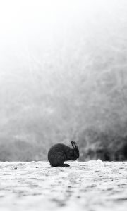 Preview wallpaper rabbit, black, animal, snow