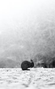 Preview wallpaper rabbit, black, animal, snow