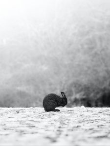 Preview wallpaper rabbit, black, animal, snow