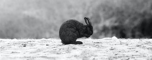 Preview wallpaper rabbit, black, animal, snow