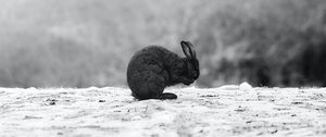 Preview wallpaper rabbit, black, animal, snow