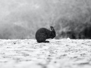 Preview wallpaper rabbit, black, animal, snow