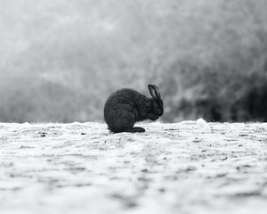 Preview wallpaper rabbit, black, animal, snow