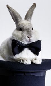 Preview wallpaper rabbit, bow, hat