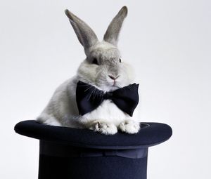 Preview wallpaper rabbit, bow, hat