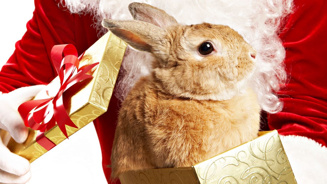 Wallpaper rabbit, box, beautiful, big-eared