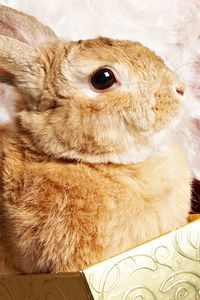 Preview wallpaper rabbit, box, beautiful, big-eared