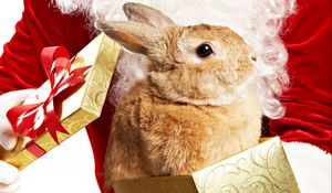 Preview wallpaper rabbit, box, beautiful, big-eared