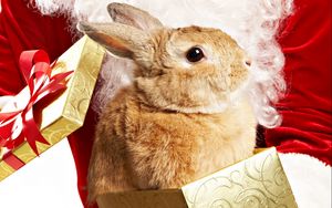 Preview wallpaper rabbit, box, beautiful, big-eared