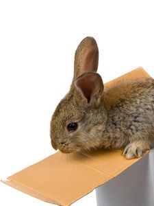 Preview wallpaper rabbit, box, ears, climb