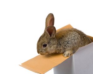 Preview wallpaper rabbit, box, ears, climb