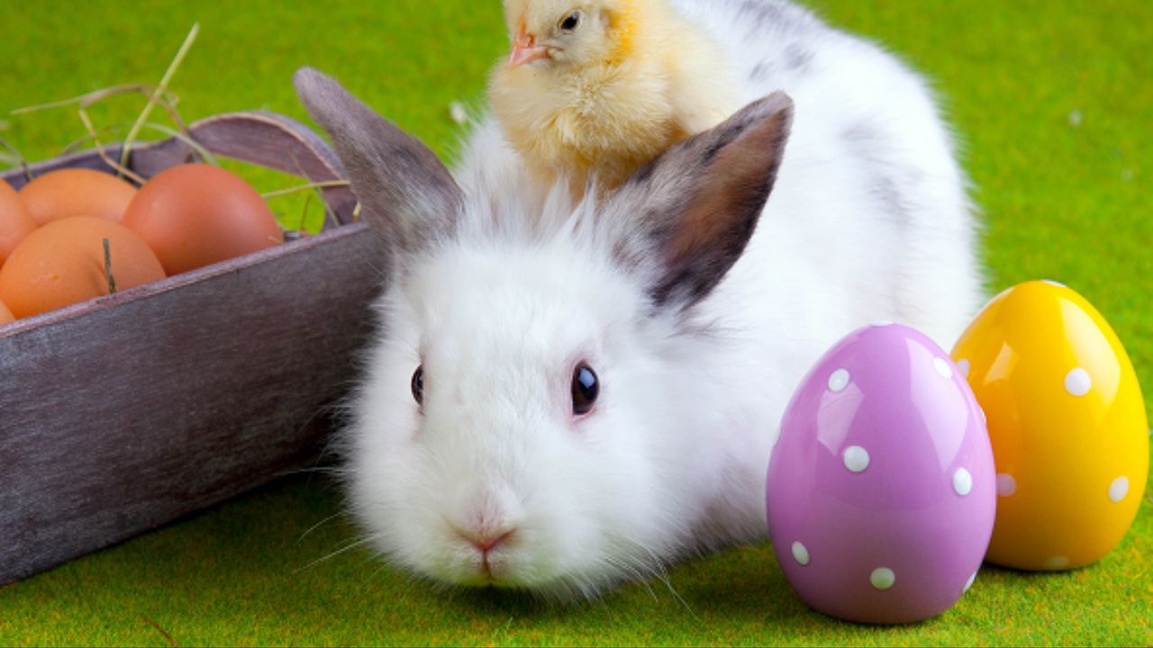 Wallpaper rabbit, chicken, eggs, easter, friendship