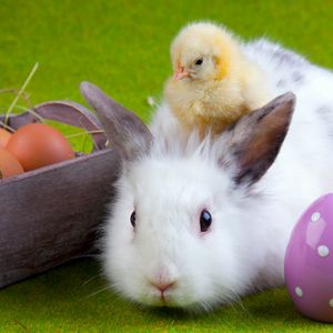 Preview wallpaper rabbit, chicken, eggs, easter, friendship