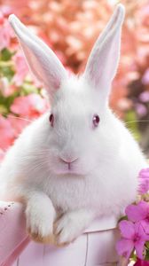 Preview wallpaper rabbit, colorful, sitting, ears