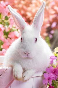 Preview wallpaper rabbit, colorful, sitting, ears