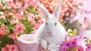 Preview wallpaper rabbit, colorful, sitting, ears