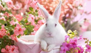 Preview wallpaper rabbit, colorful, sitting, ears