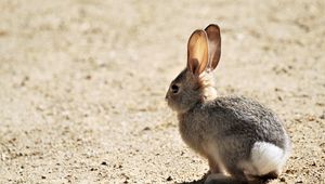 Preview wallpaper rabbit, cub, animal, cute