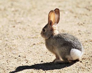 Preview wallpaper rabbit, cub, animal, cute