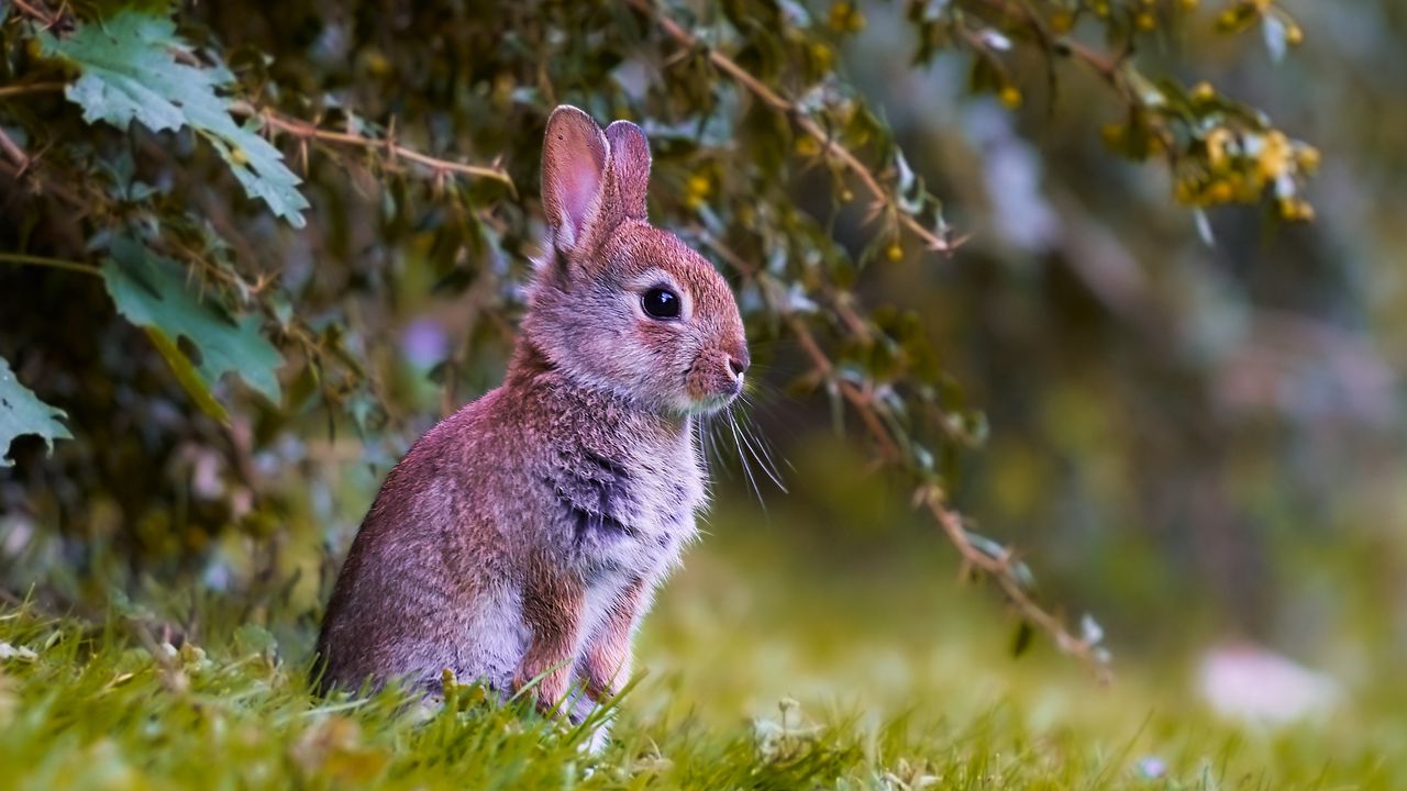 Wallpaper rabbit, cub, animal, cute, wildlife