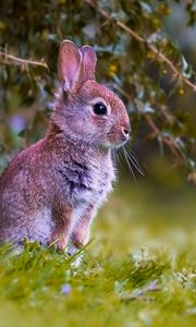 Preview wallpaper rabbit, cub, animal, cute, wildlife