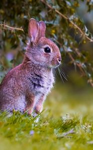 Preview wallpaper rabbit, cub, animal, cute, wildlife