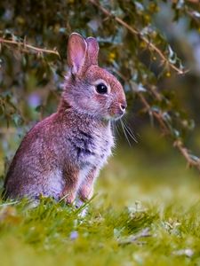 Preview wallpaper rabbit, cub, animal, cute, wildlife