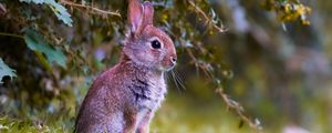 Preview wallpaper rabbit, cub, animal, cute, wildlife