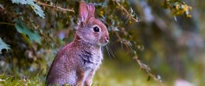 Preview wallpaper rabbit, cub, animal, cute, wildlife