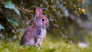 Preview wallpaper rabbit, cub, animal, cute, wildlife