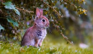 Preview wallpaper rabbit, cub, animal, cute, wildlife