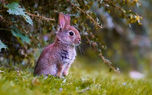 Preview wallpaper rabbit, cub, animal, cute, wildlife