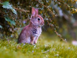 Preview wallpaper rabbit, cub, animal, cute, wildlife