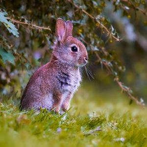 Preview wallpaper rabbit, cub, animal, cute, wildlife