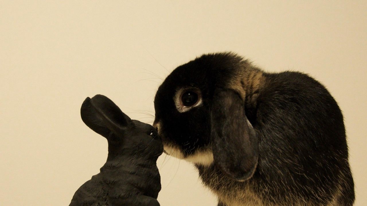 Wallpaper rabbit, curiosity, toy