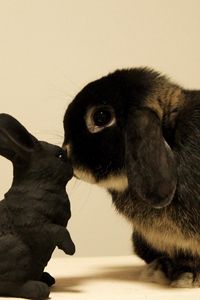 Preview wallpaper rabbit, curiosity, toy