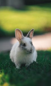 Preview wallpaper rabbit, cute, fluffy, grass