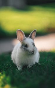 Preview wallpaper rabbit, cute, fluffy, grass