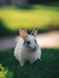 Preview wallpaper rabbit, cute, fluffy, grass