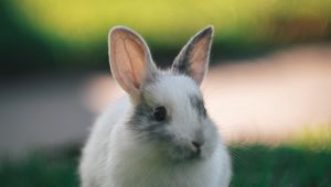 Preview wallpaper rabbit, cute, fluffy, grass
