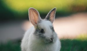 Preview wallpaper rabbit, cute, fluffy, grass