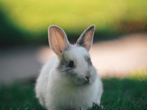 Preview wallpaper rabbit, cute, fluffy, grass