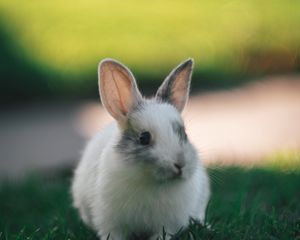 Preview wallpaper rabbit, cute, fluffy, grass