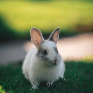 Preview wallpaper rabbit, cute, fluffy, grass