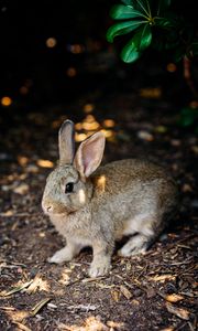 Preview wallpaper rabbit, cute, hare, animal