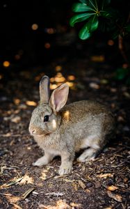 Preview wallpaper rabbit, cute, hare, animal