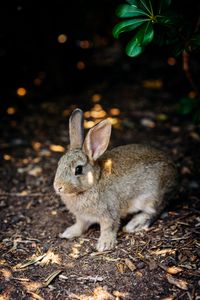 Preview wallpaper rabbit, cute, hare, animal